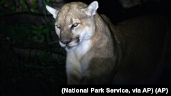 Foto singa gunung dewasa di pegunungan Verdugo, Los Angeles, Amerika Serikat, yang dirilis oleh Dinas Taman Nasional, 7 Mei 2015.