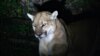 Woman Fights Off Mountain Lion That Attacked Her 5-year-old Son