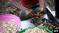 Les travailleurs nettoient les coquilles et les noix à l'usine Condor Nuts à Nampula, au Mozambique, le 9 mars 2018.