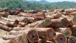 Quiz - Scientists Develop Method to Grow Wood in a Lab