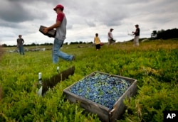 FILE - Workers harvest wild blueberries at the Ridgeberry Farm Friday, July 27, 2012, in Appleton, Maine. (AP Photo/Robert F. Bukaty, File)
