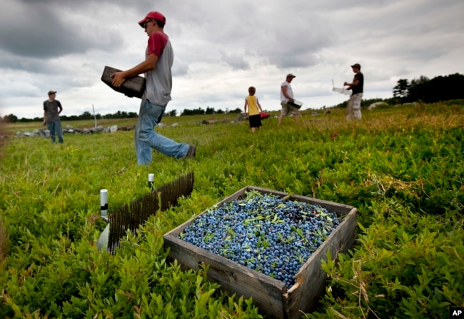 FILE - Workers harvest wild blueberries at the Ridgeberry Farm Friday, July 27, 2012, in Appleton, Maine. (AP Photo/Robert F. Bukaty, File)