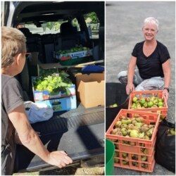 Para sukarelawan memetik buah di The Hidden Orchard, membagikan buah-buahan untuk beberapa lokasi penerima donasi buah di kawasan Ballarat, Australia, 9 Maret 2021 (Facebook: The Hidden Orchard).