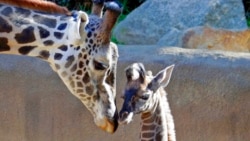 Special Program - Father's Day (06-20-201)