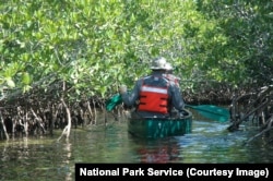 People canoe through Jones Lagoon and a red mangrove forest