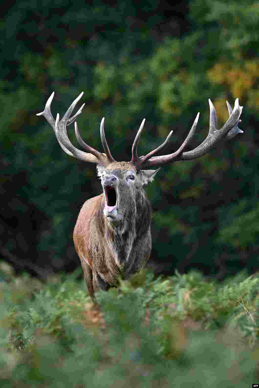 A red deer stag roars in Richmond park during its breeding season in south west London, Britain.