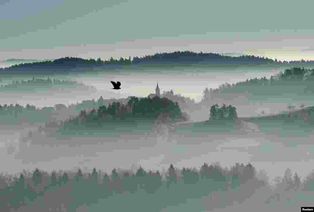 A bird flies over the foggy country in Zlebe, Slovenia.