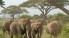 موزمبیق: شکار کے باعث ہاتھیوں کی تعداد نصف رہ گئی