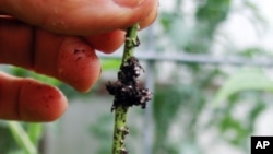 This July 1, 2013 photo shows a rooted softwood cutting in New Paltz, New York. Take a look at new shoots growing on a favorite shrub or vine and you'll see that the bases of these shoots may be beginning to toughen up, their once soft, green outer layer 