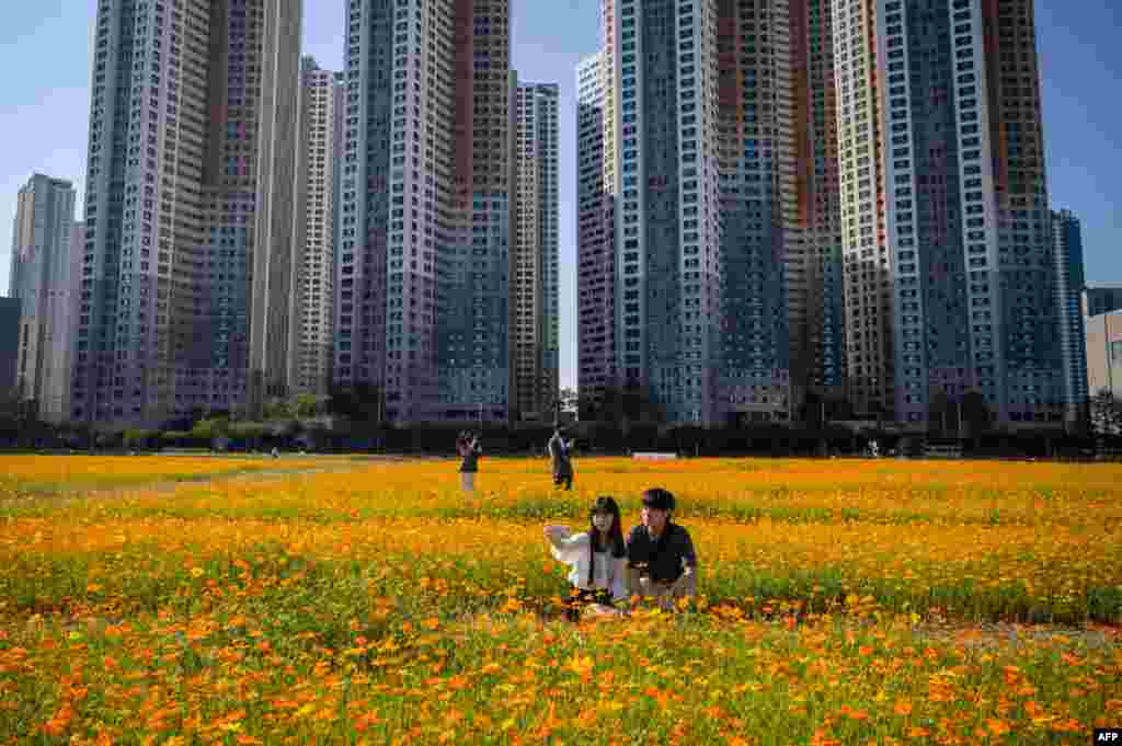 People take a selfie in a field of cosmos flowers in Goyang, west of Seoul, South Korea.