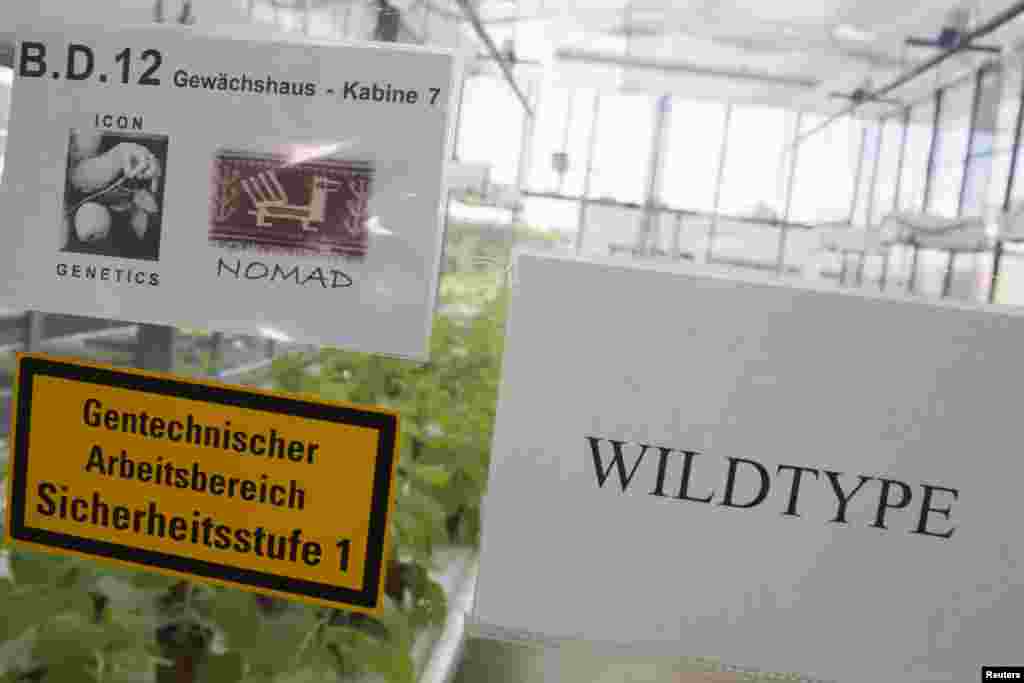 A sign is placed on a greenhouse with tobacco plants (Nicotiana benthamiana) at the company Icon Genetic in Halle, Germany, Aug. 14, 2014.