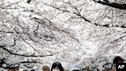 People walk under the trees of cherry blossoms at Ueno park in Tokyo, April 7, 2011