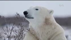 Oso polar en vía de extinción