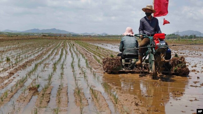 지난 5월 북한 평양의 남사협동농장에서 농부들이 모내기를 하고 있다.