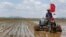 북한 평양 인근 협동농장에서 지난 5월 농민들이 모내기를 진행하고 있다. 