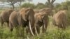 Elephants are an endangered species due to poaching. The African Wildlife Foundation has committed $10 million through its Urgent Response Fund to stop poaching, wildlife trafficking and the demand for wildlife products.