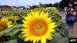 FILE - A general view shows a "smiling" sunflower in a field in Tokyo on July 30, 2015. Some 20,000 sunflowers were enjoyed by visitors to the area. 