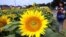 A general view shows a "smiling" sunflower in a field in Tokyo, Japan.