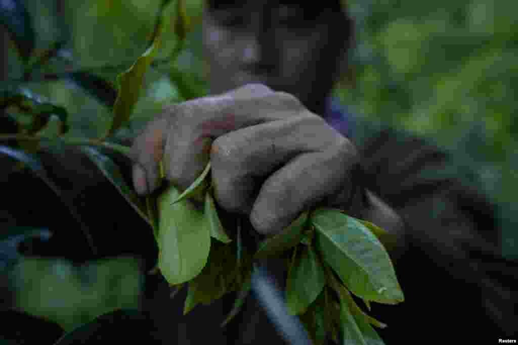 چائے کی پتیاں توڑنے میں مصروف ایک شخص۔