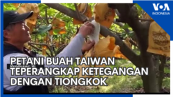 Petani Buah Taiwan Teperangkap dalam Ketegangan dengan Tiongkok