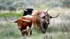 Longhorn cattle wander through the Theodore Roosevelt National Park in the U.S. 