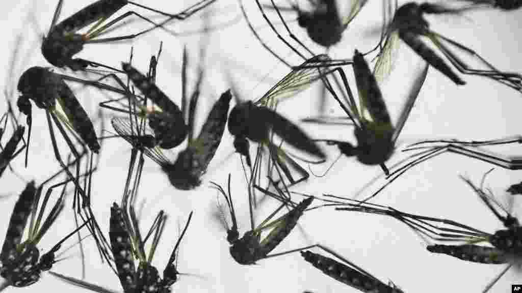የዚካ ቫይረስ የሚተላለፈው ወይም የሚሰራጨው አደስ (Aedes) በተሰነች ትንኝ ሲነከሱ እንዲሁም በግብረ-ስጋ ግንኙነት መሆኑም ይታወቃል