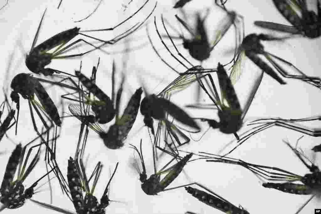 Os mosquitos são o transmissor do vírus Zica que está a alastrar rápidamente pelo continente americano.