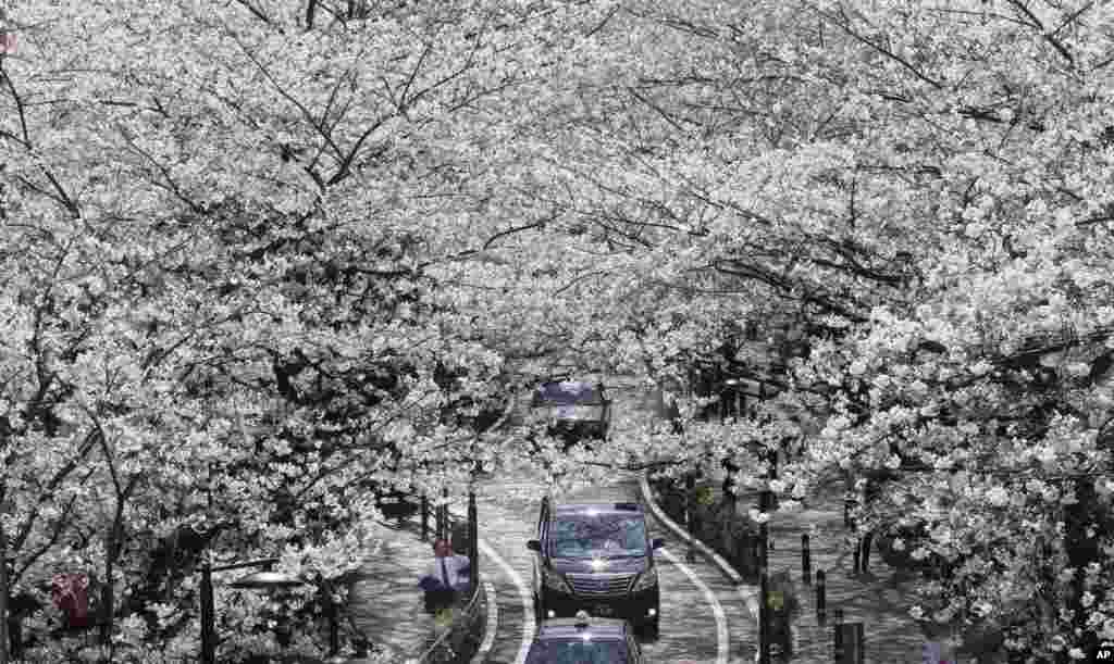 Cars go through a tunnel of blooming cherry blossoms in Tokyo.