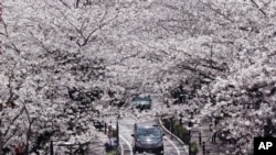 ars go through a tunnel of blooming cherry blossoms in Tokyo Friday, March 22, 2013.