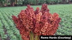 Segenggam sorgum yang telah di panan di pertanian organik Gubuk Lazaris, Pare, Kediri. (Foto: Courtesy/Romo Hardo)