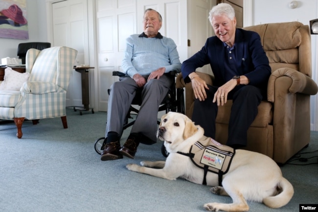 FILE - Former Republican President George H.W. Bush, left, and former President Bill Clinton, visiting Bush, pose for a photo with Sully, a yellow Labrador retriever who'll be Bush's first service dog at his home in Kennebunkport, Maine, June 25, 2018.