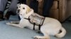 Former President Bush Gets a Service Dog Named 'Sully'