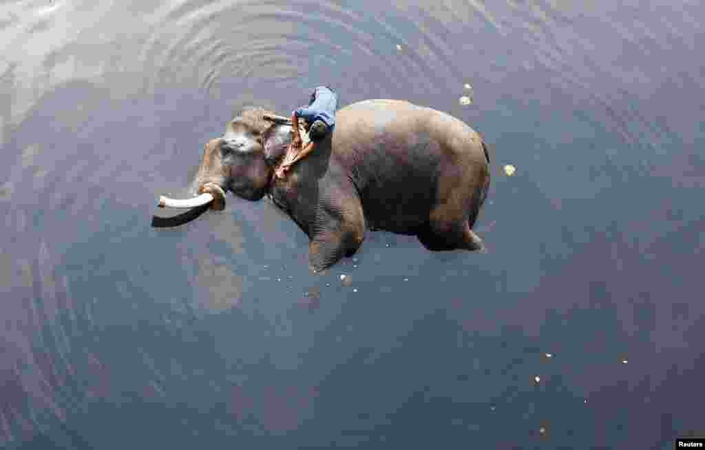 Seorang pawang memandikan gajah di Sungai Yamuna, New Delhi, India.