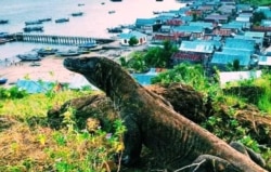 Seekor Komodo di dekat perkampungan di Pulau Komodo. (Foto courtesy: Ihsan)