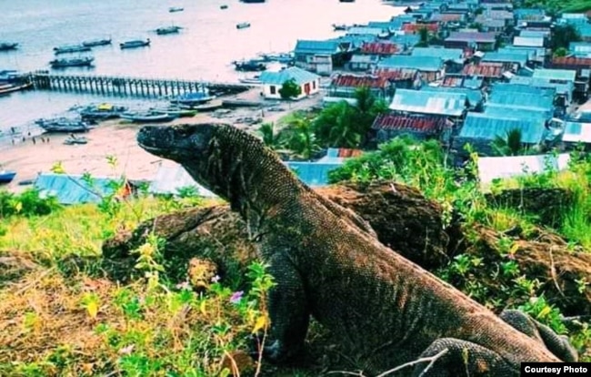 Seekor Komodo di dekat perkampungan di Pulau Komodo. (Foto courtesy: Ihsan)