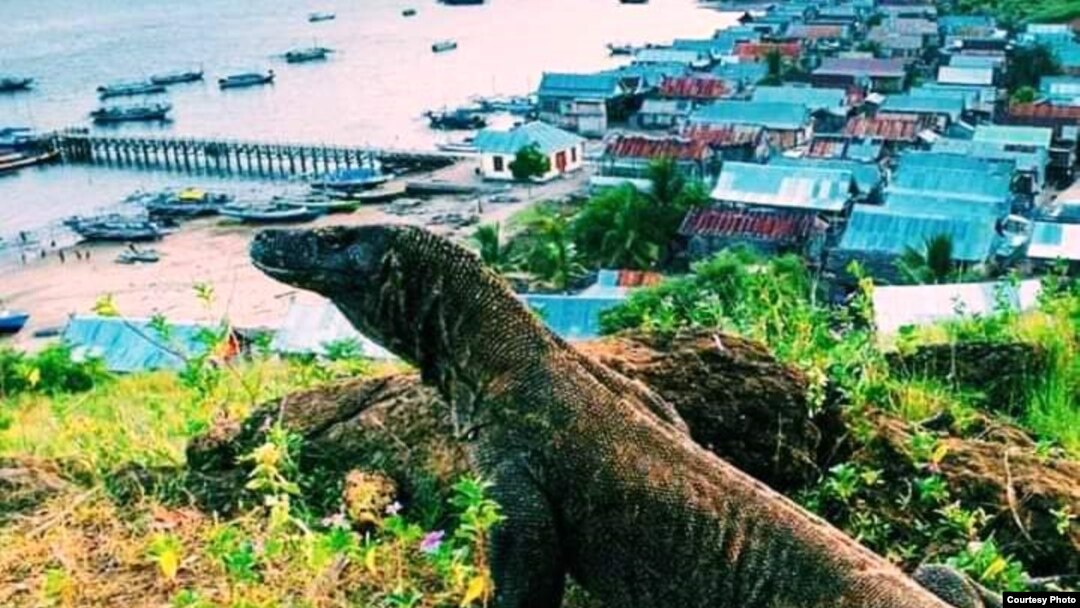 Seekor Komodo di dekat perkampungan di Pulau Komodo. (Foto courtesy: Ihsan)