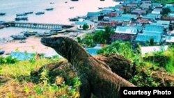 Seekor Komodo di dekat perkampungan di Pulau Komodo. (Foto courtesy: Ihsan)