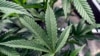 Nove preporuke za marihuanu korak ka ublažavanju restrikcija u SAD?