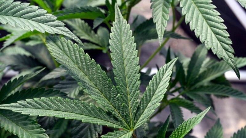 US Senators Hail Recommendation to Ease Marijuana Restrictions