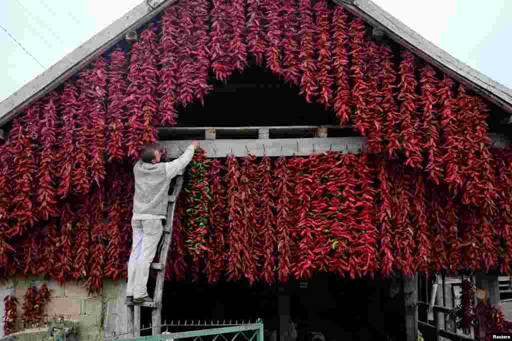 آویزان کردن ادویه پاپریکا رو دیوار خانه در دهکده‌ای در صربستان.