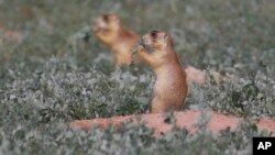 FILE - Prairie dogs are seen in southern Utah, Aug. 6, 2015.