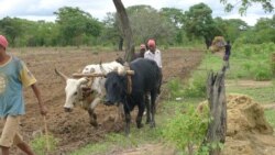 Autoridades e activistas "apostam" na agricultura familiar na Huila - 1:43