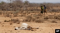 FILE - Villagers walk past the carcass of a dead cow in the drought-affected village of Bandarero, near Moyale town on the Ethiopian border, in northern Kenya, March 3, 2017. 