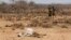 FILE - Villagers walk past the carcass of a dead cow in the drought-affected village of Bandarero, near Moyale town on the Ethiopian border, in northern Kenya, March 3, 2017. 