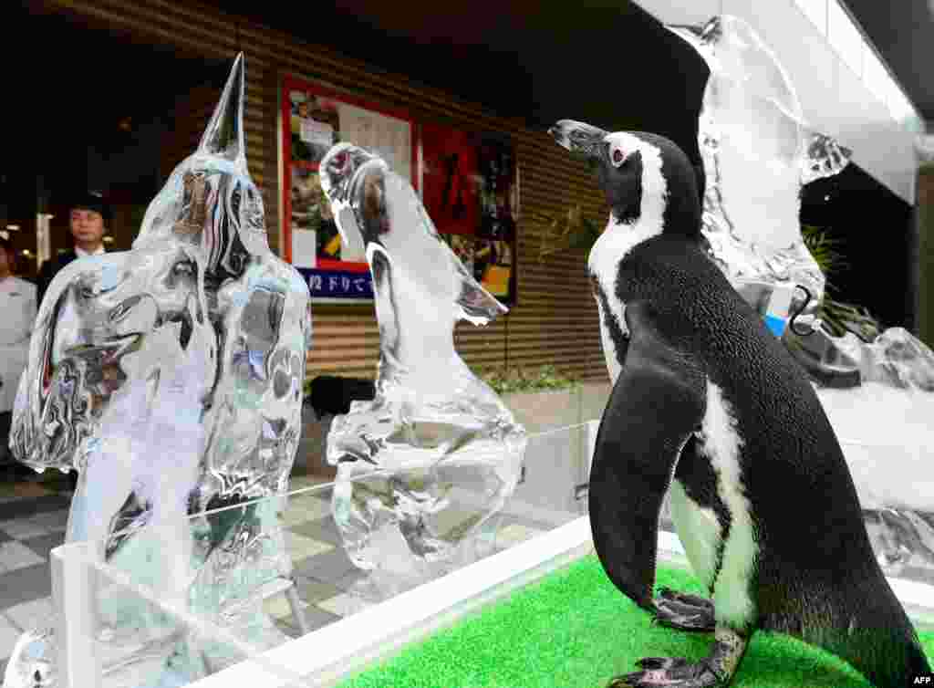 African penguin &quot;Ao&quot; from the Shinagawa Aqua Stadium aquarium stands beside penguin ice sculptures to attract summer vacationers in Tokyo, Japan.