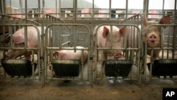 Peternakan babi di Queensland, Australia mengubah kotoran hewan menjadi listrik (foto: ilustrasi). 