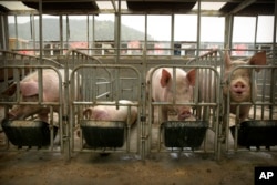 In this May 8, 2019, photo, pigs eat feed at a pig farm in Panggezhuang village in northern China's Hebei province. As a deadly virus ravages pig herds across Asia, scientists are accelerating efforts to develop a vaccine.