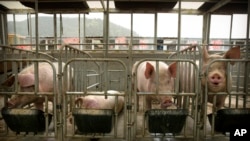 China African Swine Fever Vaccine