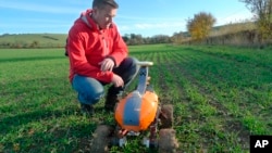 Joe Allnutt, lead roboticist at British startup company the Small Robot Company, inspects a farming robot named Tom as part of a trial in East Meon, southern England, Friday Nov. 30, 2018. (AP Photo / Kelvin Chan)