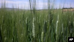 This photo taken Wednesday, Oct. 10, 2012, shows the wheat farm near Debre Zeit, in Ethiopia’s Amhara region. 